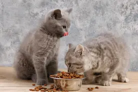 国产猫粮红黑榜｜看看你选对了没有？图片