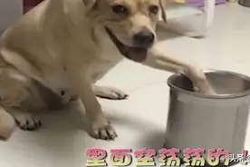 狗狗饿了，疯狂暗示主人给它盛狗粮，主人假装不知道，狗狗急的啊图片
