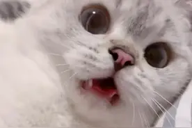 表情包｜你别过来，我怕猪。图片