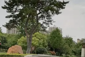 奶奶的小脚是爷爷一辈子的牵挂图片