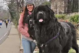 狗狗最“抗冻”排行榜发布，看看你家狗狗上榜了没？图片