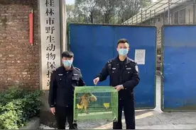 桂林一农田里惊现国家保护动物图片