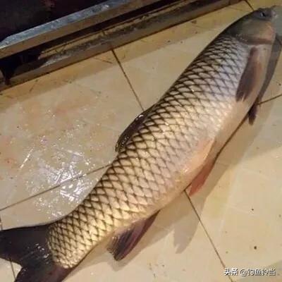 钓友钓到一条煮不烂咬不动的变种草鱼？那是脆肉鲩！比普通草鱼贵