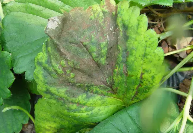 草莓缺素问题大，千万不可小看他，看看各元素的作用吧