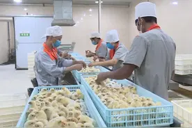 【最美生产线】哇！每月将生产雏鸡百万 都是4A标准图片
