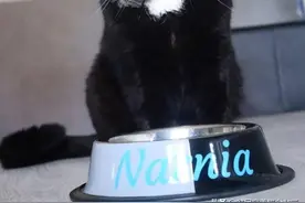 还记得那只阴阳脸的猫咪吗？如今它当爹了，小猫精准遗传到了精髓图片