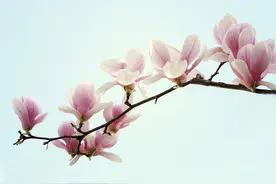 深度解译股票基本面图片