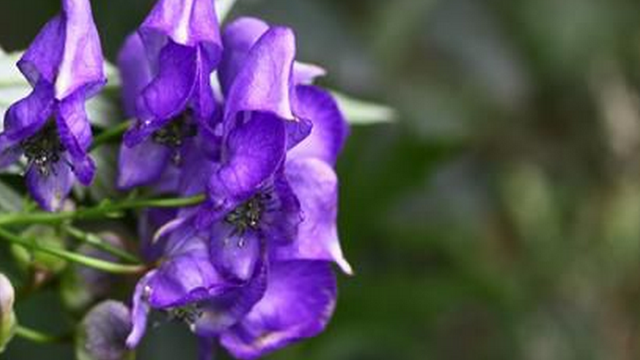蓝色的食物有哪些，蓝色食物（对一部分人有帮助）