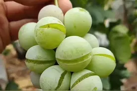 影响品质损失大！红提为啥会裂果？专家总结5大原因，这样来预防图片