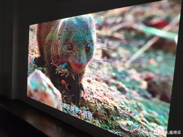 你以为是墙？不！它是电视机！投影入门：画卷幕布菲斯特S1测评