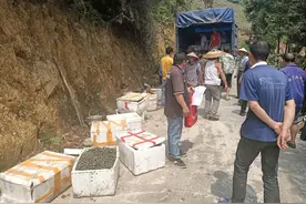 柳州三江：发展田螺养殖，带动农民增收致富图片