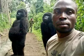 曾与人同床共枕2年，它的照片传遍世界，又一只高智商的猩猩死了图片