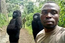 曾与人同床共枕2年，它的照片传遍世界，又一只高智商的猩猩死了图片