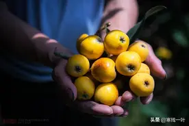 杭州塘栖枇杷喜迎丰收，果农精心种植的枇杷才卖10元，吃货有福了图片