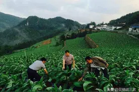 烤烟的种植制度，包括轮作、间作、套种和复种，能不断增产图片