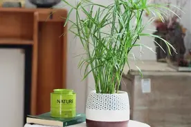 5种“吉祥竹”，家里养几盆，清雅又大方，添福又添吉图片