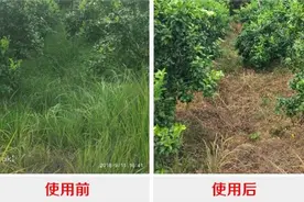 这三除草剂：草铵膦、草甘膦、敌草快，这样用效果最好图片