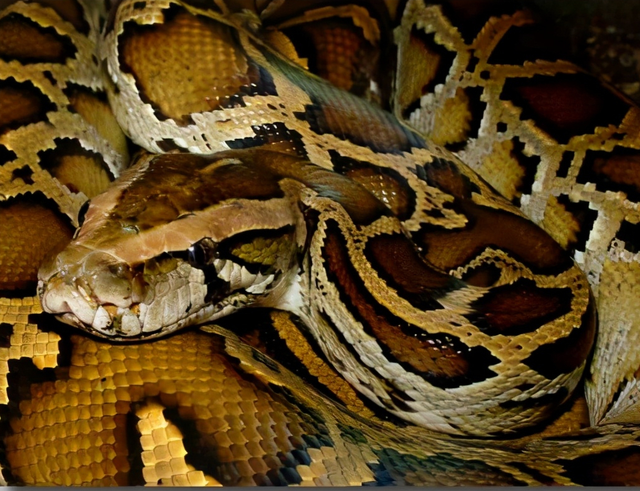 云南养鱼塘窜出一条大蟒蛇,是国家保护动物,遇到蟒蛇该怎么办?