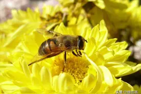 无子脾的失王群：老工蜂掀起“群雄争霸”局面？这一结论并不科学图片