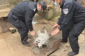 云南普洱：警方查处5起无证驯养猕猴案件图片