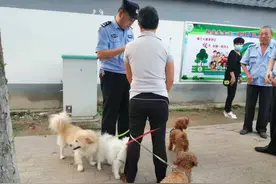 徐州继续整治！1人遛4狗受处罚！图片