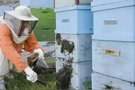 看蜂蜜的成分，了解造假蜜用的原料，白糖造假蜜的方法早落伍了图片