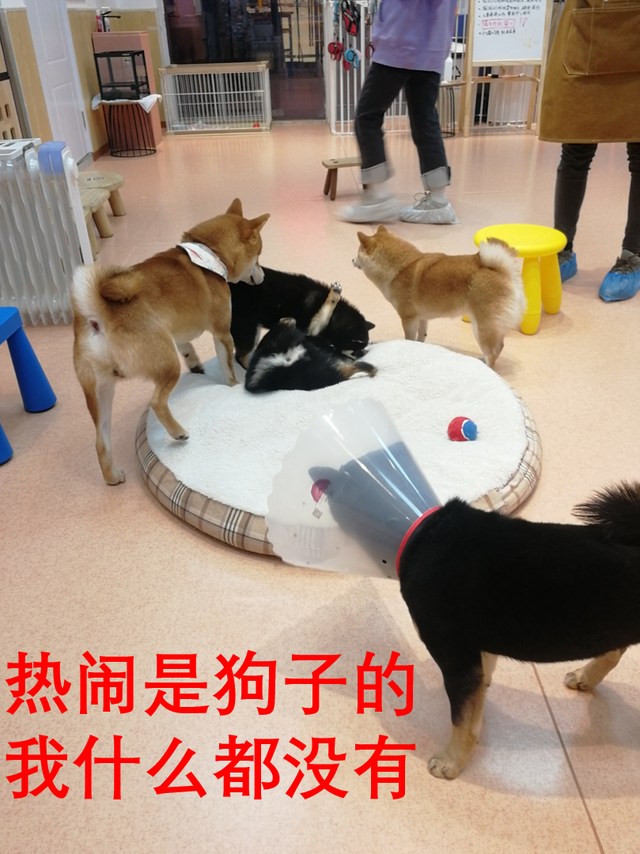 开一个狗咖的成本  投资不高简直是爱狗人士的天堂（我花89元看狗打架1小时）