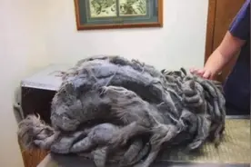 有人把被虐待的猫扔到医院门口，剃毛之后发现他真的帅炸了图片