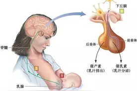 催产素还能“催”乳，真是一对“黄金搭档”图片