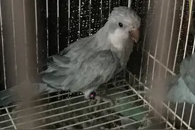 重庆南岸警方破获一起非法收购出售濒危野生动物“和尚鹦鹉”案，民警提醒：鹦鹉只能养这三种图片