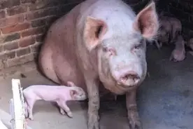 发现母猪瘫痪？及时用药治疗可治愈图片