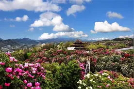 今日首发！贵阳至百里杜鹃景区有直通车啦图片