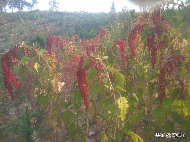 南方四川重庆藜麦种植籽实营养物质蛋白质