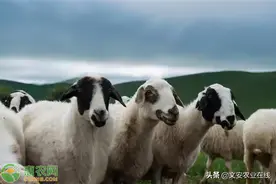 2020年全国活羊活牛价格最新行情图片