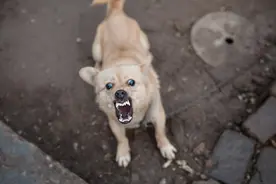 狂犬病发作太可怕，致死率100%！3点救命知识，危急时能派上用场图片