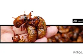 吃了一盘油炸知了猴，才懂什么叫浩克山东图片