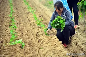 红薯移栽有讲究，照这种方法插栽，每棵多结三个以上红薯图片