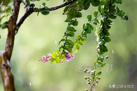 紫薇树又名“痒痒树”，紫薇花开满树，它为啥怕“挠痒痒”？图片