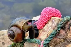 一年产卵30万粒，人螺大战40年，福寿螺成了鸭子的“甜点”？图片