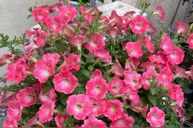 矮牵牛花，从栽种到开花，每一步都要用心，而你做到了吗？图片