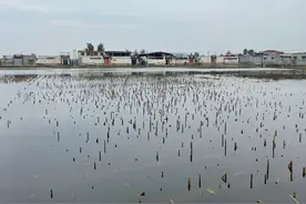 洪灾过后3个月，百万亩农田绝收，河南秋粮如何实现“颗粒归仓”？图片