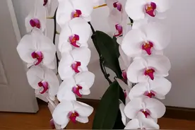 10种花放在家里旺财旺运，再穷也要养一盆图片