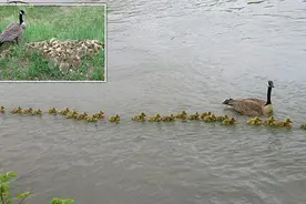 加拿大，一只母鹅带着47只鹅宝宝游泳，壮观又可爱图片