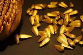 皇帝打赏的金瓜子有什么用，为何妃嫔们收到之后都很开心？视频封面