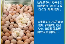 爱孵化 | 快看你的孵化总时间对吗图片