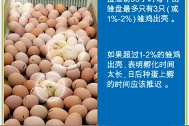 爱孵化 | 快看你的孵化总时间对吗图片