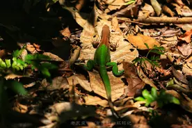 探秘世界最大最凶险亚马逊雨林，生产地球20%氧气，太多奇葩动物图片
