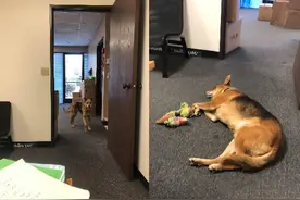 上班没气氛，老板要求带狗上班，这样的公司还招不招人？图片