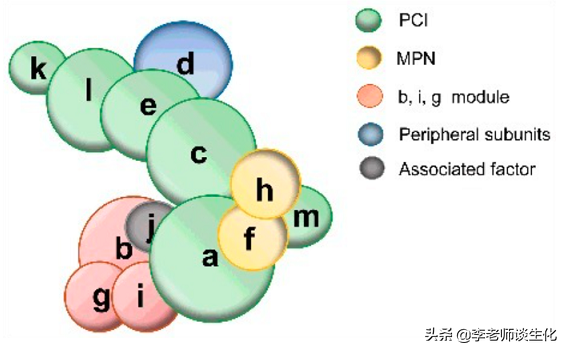 蛋白质翻译的起始阶段（一）