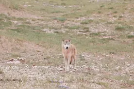 在可可西里与狼相遇，看狼用何种战术猎食？图片